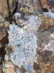 Tephromelataceae