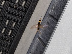 Urocerus flavicornis