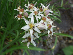 Allium plummerae