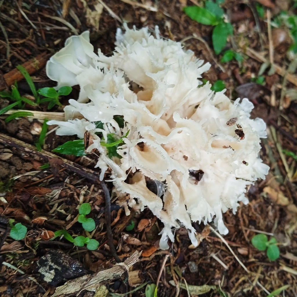 Irpex rosettiformis · March 2025 · photo: © alineantunes (iNaturalist, cc-by-sa)