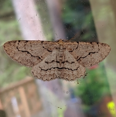 Stenoporpia pulmonaria