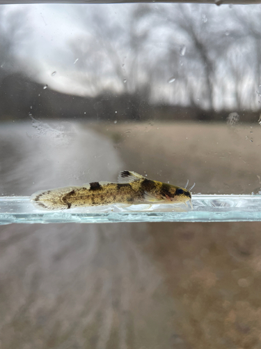Brindled Madtom
