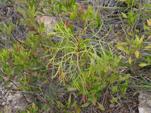 Bidens menziesii observed 2025-03-19