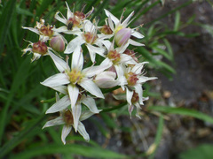 Allium plummerae