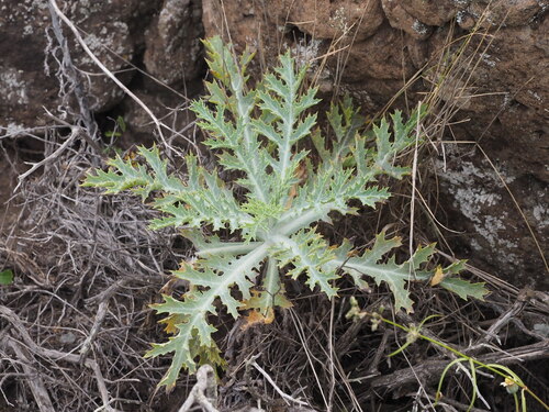 Smooth pricklypoppy (Argemone glauca)