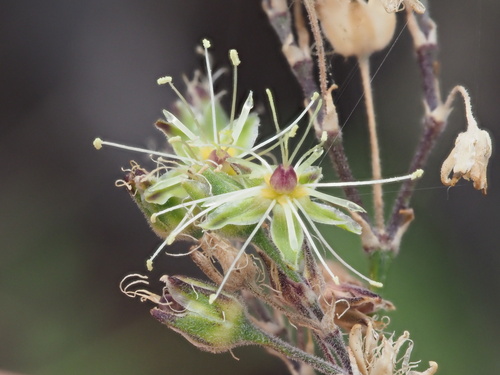 Schiedea menziesii