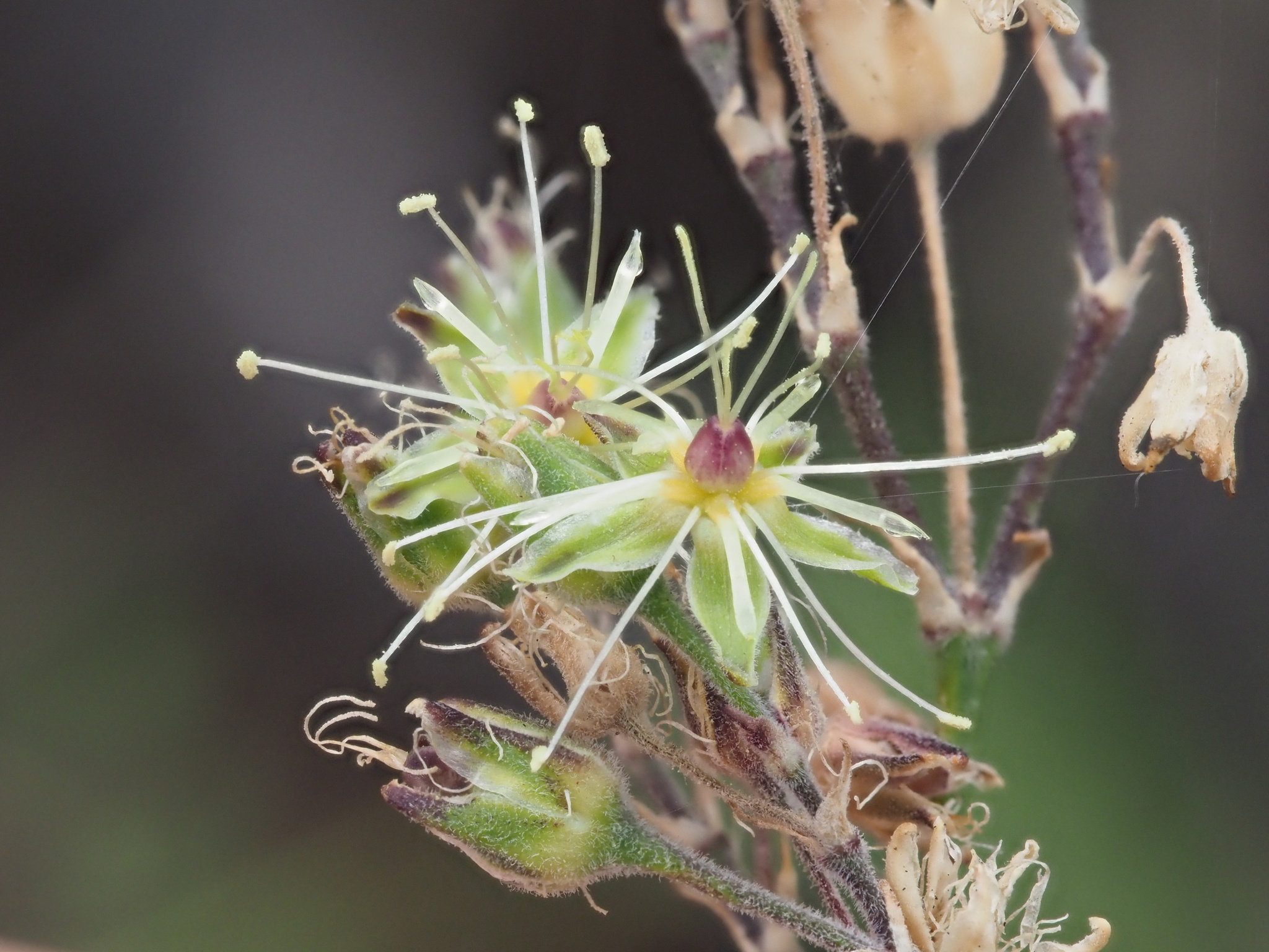 Schiedea menziesii