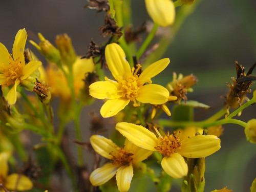 Bidens menziesii observed 2025-03-19