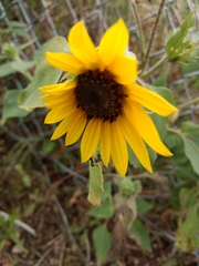 Helianthus petiolaris