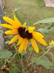 Helianthus petiolaris