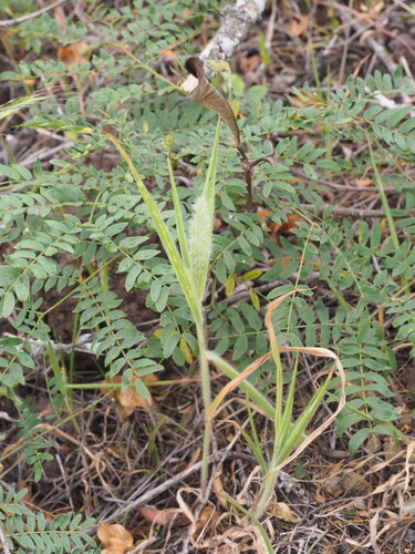 Image of Panicum torridum by (c) Kevin Faccenda, some rights reserved (CC BY)