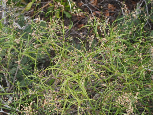 Schiedea menziesii observed 2025-03-19