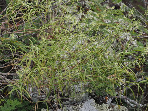 Schiedea menziesii