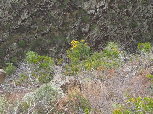 Bidens menziesii observed 2025-03-19