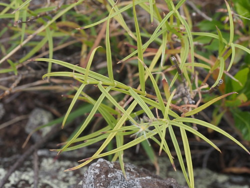 Schiedea menziesii