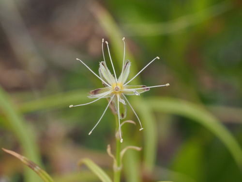 Schiedea menziesii