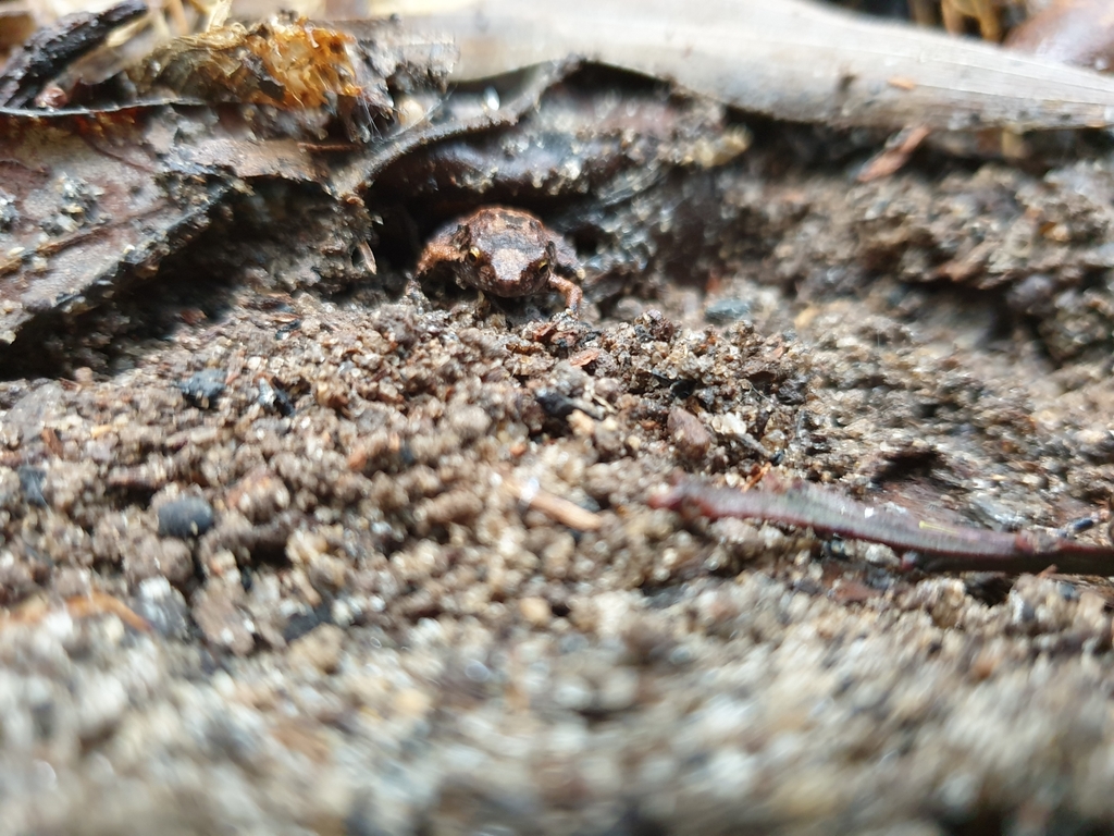 Buzzing Nursery-Frog