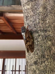 Graptopsaltria nigrofuscata