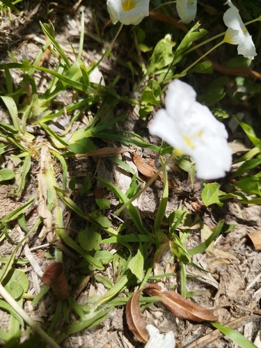 Image of Nierembergia rivularis by (c) Sebastián Fornés, some rights reserved (CC BY)