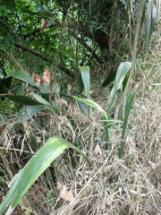 Aspidistra attenuata