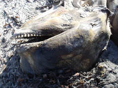 Globicephala melas