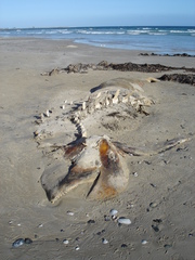 Globicephala melas