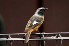 Phoenicurus auroreus