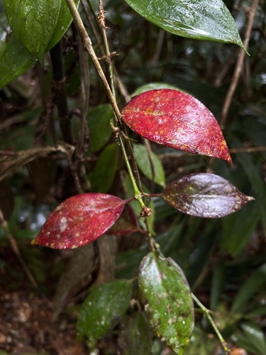Aeschynanthus rhododendron
