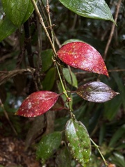 Aeschynanthus rhododendron