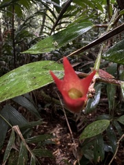 Aeschynanthus rhododendron, photograph (c) Rock McLaren, some rights reserved (CC BY)