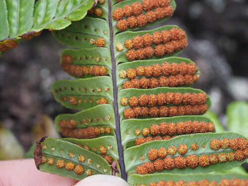 Polypodium pellucidum observed 2025-03-19