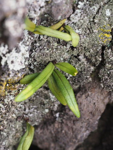 Lepisorus thunbergianus observed 2025-03-19