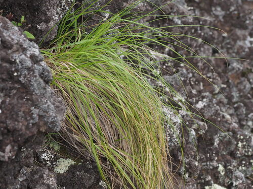 Koeleria inaequalis