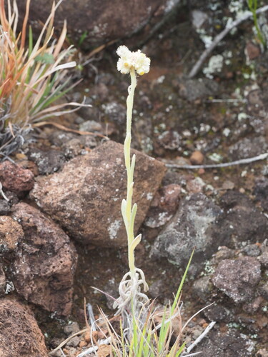 Image of Pseudognaphalium sandwicensium by (c) Kevin Faccenda, some rights reserved (CC BY)