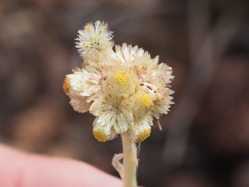 Pseudognaphalium sandwicensium, photograph 6