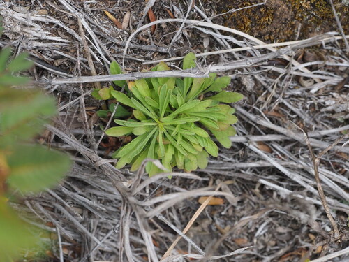 Erigeron canadensis observed 2025-03-19