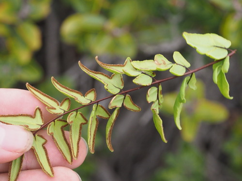Cheilanthes viridis observed 2025-03-19