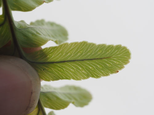Polypodium pellucidum observed 2025-03-19