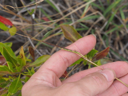 Heteropogon contortus observed 2025-03-19