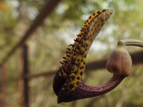 Aristolochia taliscana, photograph 2