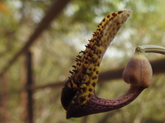 Aristolochia taliscana, photograph Sinaloa Silvestre, CC0, iNaturalist via GBIF