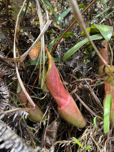 Nepenthes sanguinea