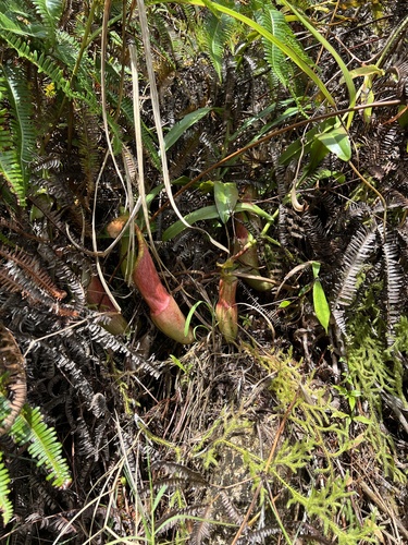 Nepenthes sanguinea