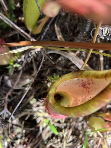 Nepenthes sanguinea