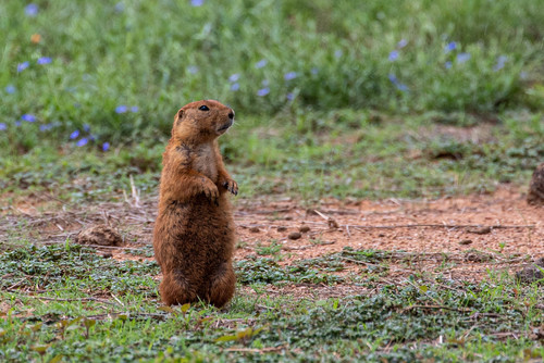 Black-tailed Prairie Dog (Cynomys ludovicianus), a species recorded in Texas