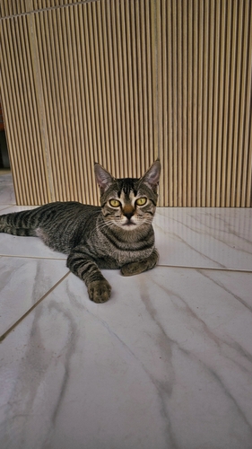 Domestic Cat