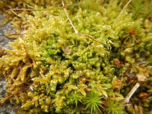 Scapania irrigua ssp. rufescens