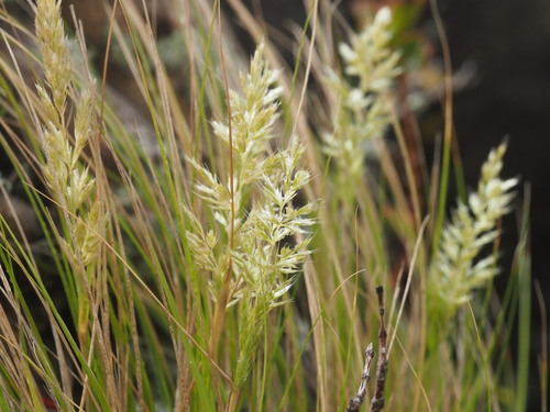 Koeleria inaequalis observed 2025-03-19
