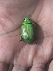 Chrysina costata