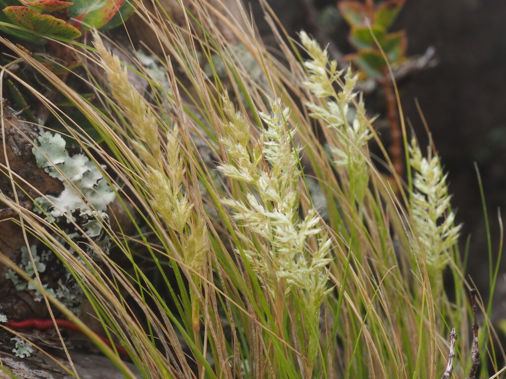 Koeleria inaequalis